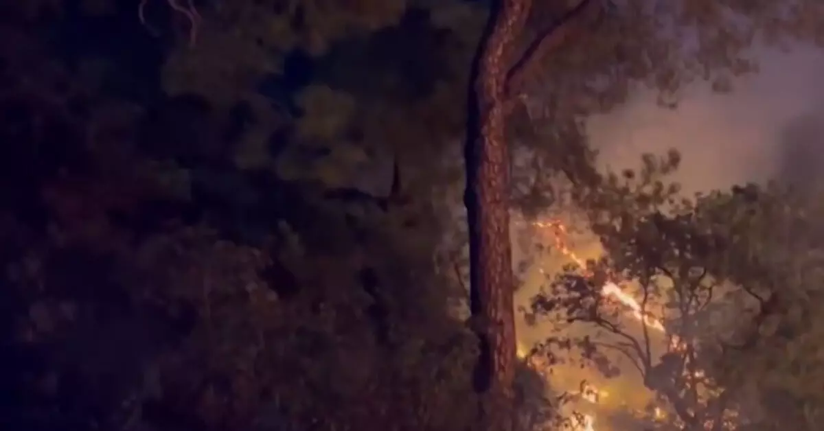 Two forest fires break out in HPs Dharamshala Two forest fires break out in HPs Dharamshala