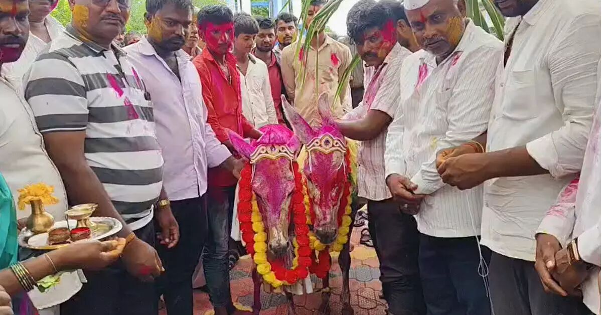 Munyala villagers held donkey wedding to...